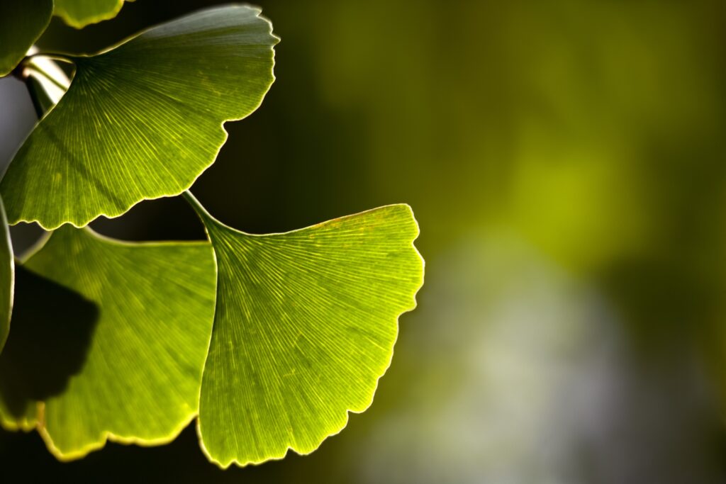 Review explores Ginkgo biloba’s ‘undervalued’ cardiovascular potential