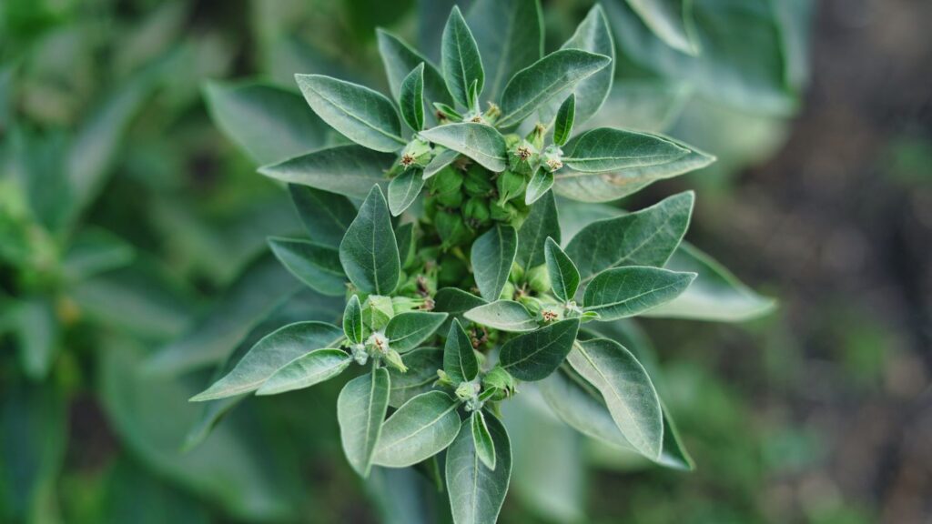Is Ashwagandha Water Soluble?
